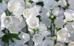 白色桔梗花语花（白色桔梗花的花语是什么）