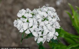 细长白色花植物（细小的白色的花）