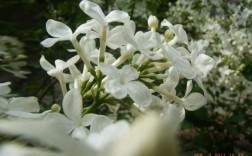 香型白色花图片（特香白色花朵）