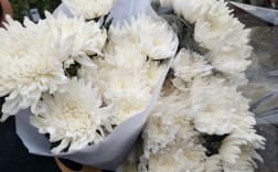 白色菊花有哪些品种（白色菊花含义是什么）