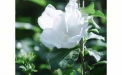 韩国白色木槿花图片（白色木槿花的图片）
