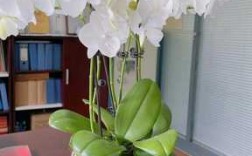 白色花朵盆栽（白色花朵盆栽图片）