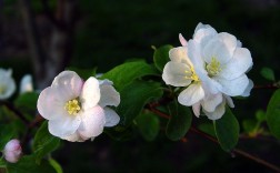 白色木本海棠花（木本海棠花哪种颜色最好看）