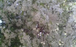 春天什么花是白色的（春天什么花是白色的长在树上的）