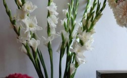 白色剑兰的品种（剑兰白花图片）