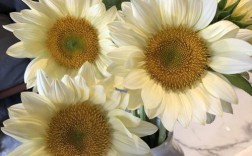黄白色大太阳花（白色太阳花哪个品种好看）