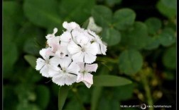 有毒的白色野花（白色的有毒的花是什么花）