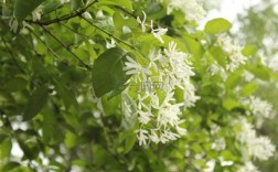 白色的绿化花（绿化树白色花）