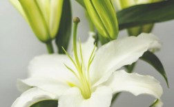 白色白百合花语是什么（白色百合花品种和名称配图）