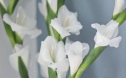 白色剑兰花图片（白色建兰花图片）