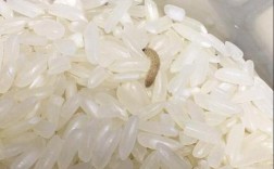 米白色的长虫（白色米虫怎么处理）