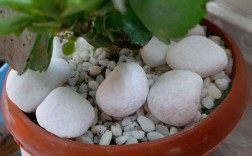 花盆中的白色石头（花盆中的白色石头是什么）