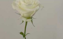 纯白色玫瑰（白色玫瑰是）