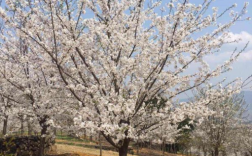 白色樱花树品种（白色的樱花树是什么品种）