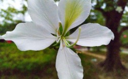 白色洋紫荆花语（白色紫荆花花语）