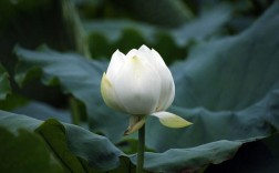白色荷包花（白色荷花花苞图片）