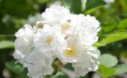 白色的蔷薇泷（白色的蔷薇小花）