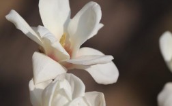 白色花芯叫啥兰（白色花蕊的花有哪些）