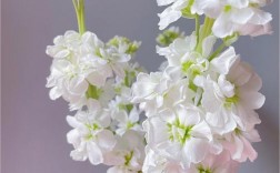 白色紫罗兰花语（白色的紫罗兰花的花语是什么）