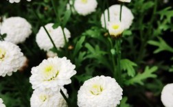 白色园林花（白色园林花卉）