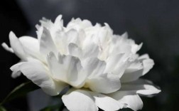 白色花是什么寓意（白色花的寓意好吗）