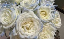 白色玫瑰品种（白色玫瑰品种及图片）