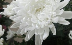 白色花瓣的菊花（白色的菊花花语是什么）