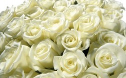 纯白色玫瑰数量（白玫瑰数量代表的含义）