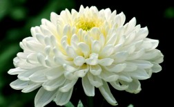 白色菊花的花语（白色菊花的花语和寓意和象征）