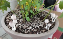 家里花盆长白色蘑菇（花盆长白色蘑菇的风水意思）