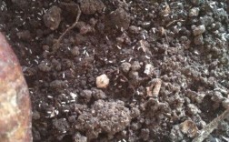泥土有白色小虫（泥土有白色的小点点是什么）