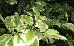 白色绿色叶子植物（白色绿色叶子植物图片）
