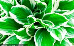绿叶白色条纹植物（绿叶白色条纹植物有哪些）