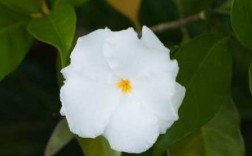 白色花品种（白色花的花卉）