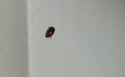 墙上白色的硬壳虫（墙上白色的硬壳虫是什么）