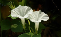 白色喇叭花植物（白色的喇叭花有毒吗）