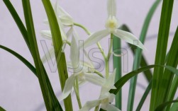 白色宽叶兰花图片（白色兰花品种大全大图）