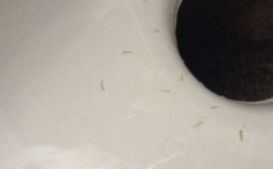 厕所里有白色虫子的简单介绍