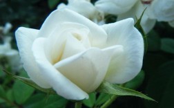 白色的花儿图片（白色的花的图片和名字）