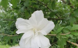 白色木堇花（白色木槿花的功效与作用）