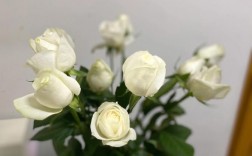 白色玫瑰（白色玫瑰图片）