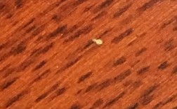 木地板白色长虫子（木地板有小白虫）