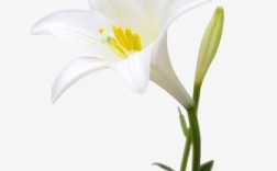 白色百合胸花（白色百合花种类）