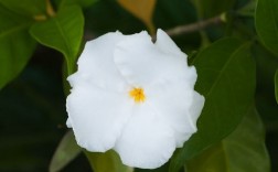 开白色花图片（开白色花的植物图片）