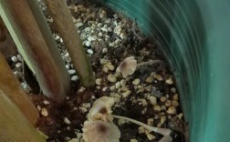 花盆长白色蘑菇（花盆长白色蘑菇要去掉吗）