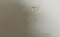 洗脸池的白色线虫（卫生间洗脸池白色线虫）