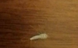 卧室地板有白色的虫子（卧室地板有白色的虫子怎么办）