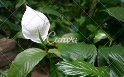 白色植物（白色植物升5阶）