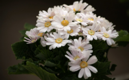 白色富贵菊（富贵菊是什么样子的花）