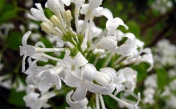 白色香花的花语（白色香花的种类图片大全）